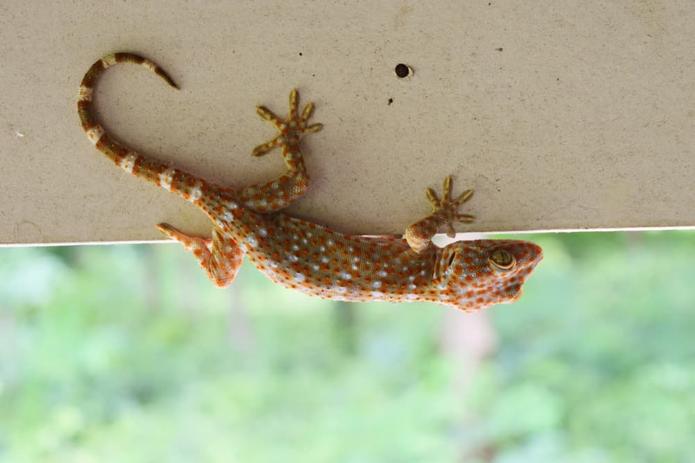 Les Geckos, une rencontre commune à Bali