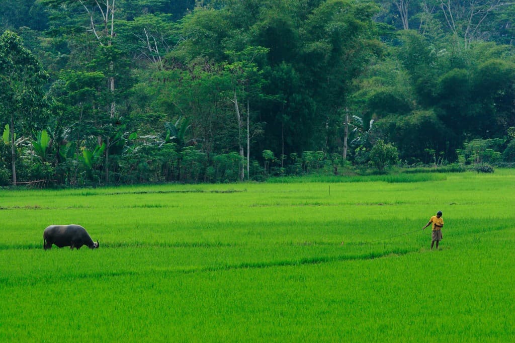Tanah Toraja, la terre du peuple Toraja