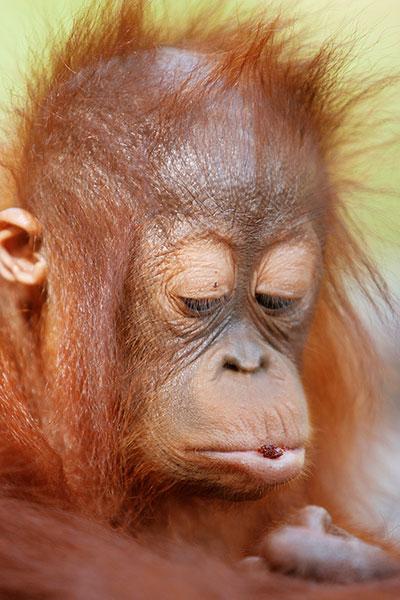 Voir les orangs-outans en Indonésie