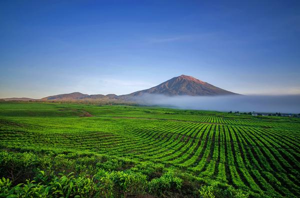 Plantation de thé devant le mont Kerinci, Sumatra