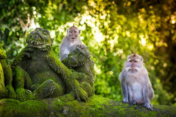 Forêt des singes d'Ubud, photo via Shutterstock